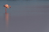 Delta del Ebro - Laguna de la Tancada